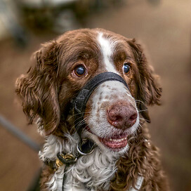 Curly is a 70 lb. Liver and White Springer Spaniel.