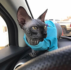 Cat In Car