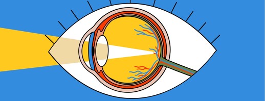 How Do Eyes Work? image