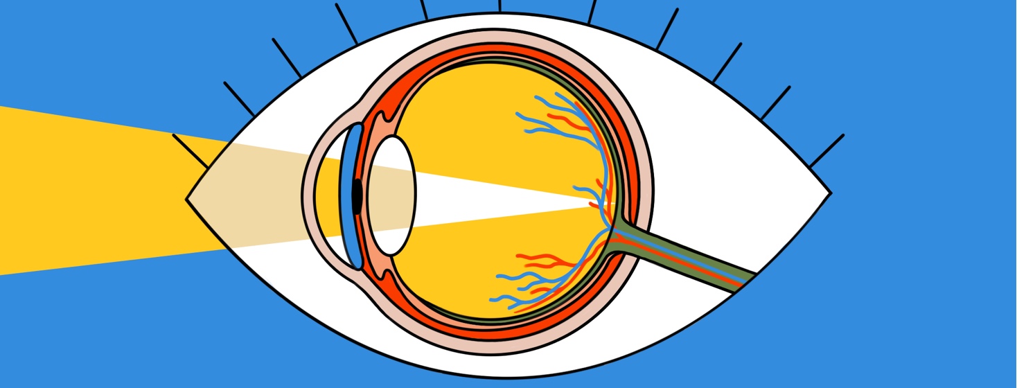 Retina: Anatomy, Function, and Treatment